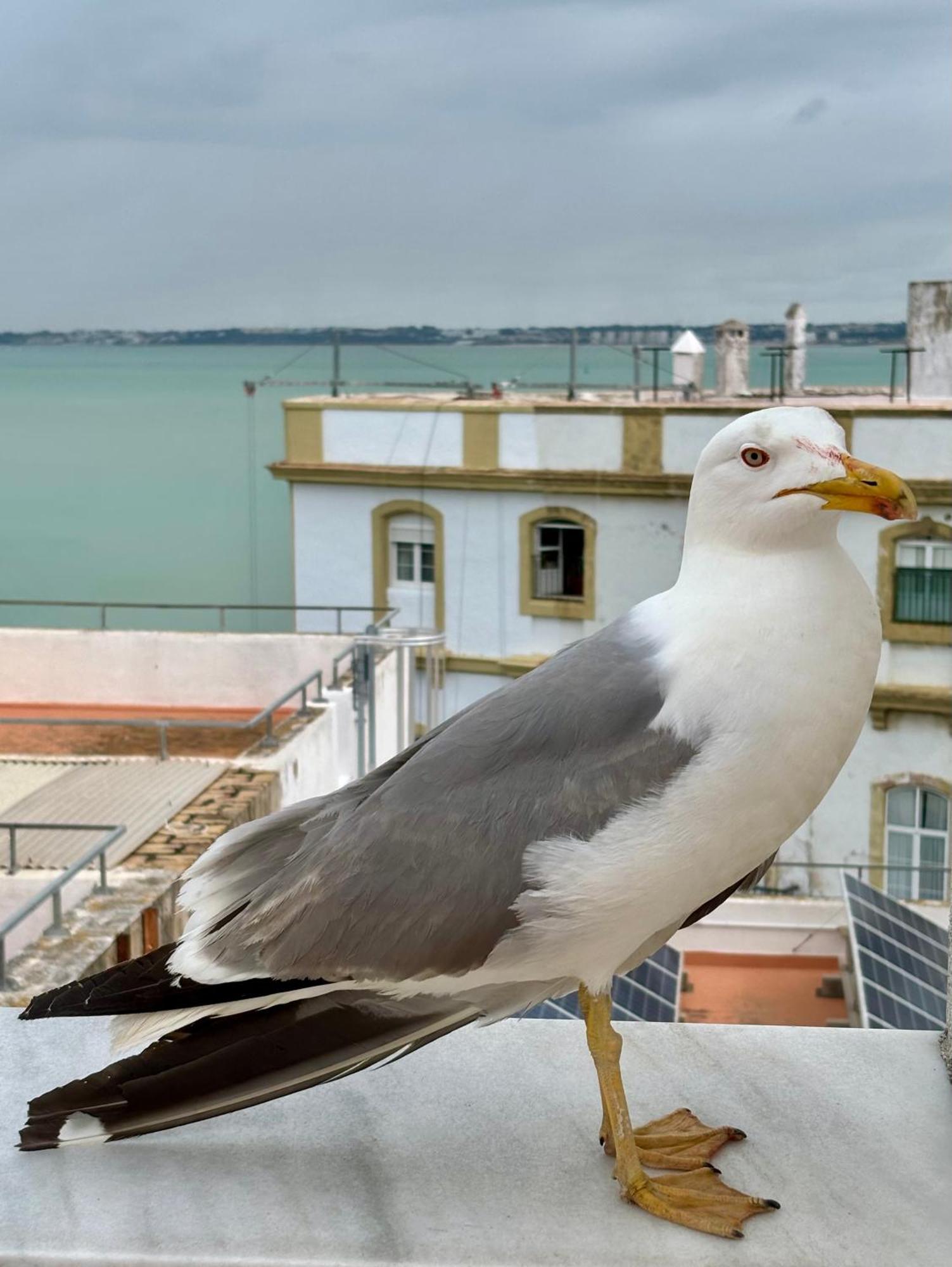 Luminoso Apartamento En El Centro De Cádiz Exteriör bild